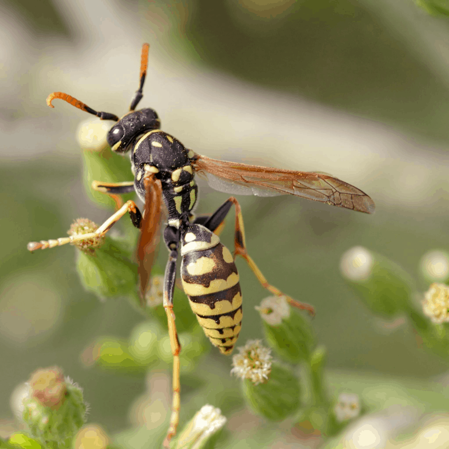 Yellow Jacket Wasp Conroe