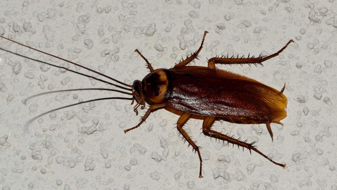 American Cockroach In New Caney, Texas