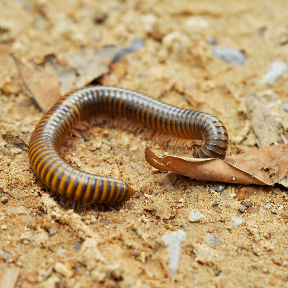 Millipede in Humble, Texas