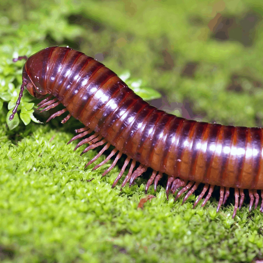 Tan Millipede in Humble, Texas