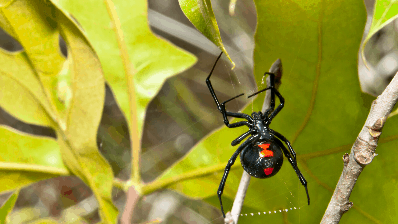 Spider in Cleveland Texas