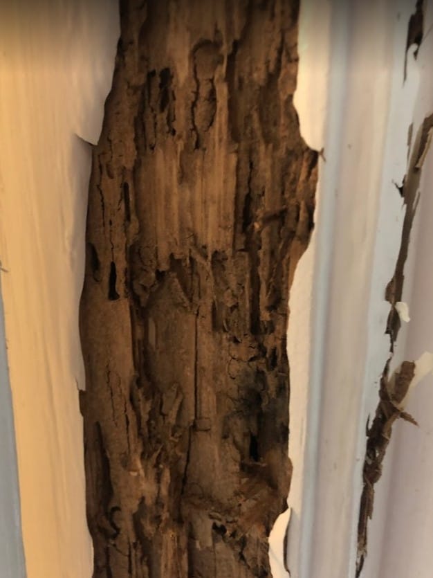 Termite Damage in Porter Texas