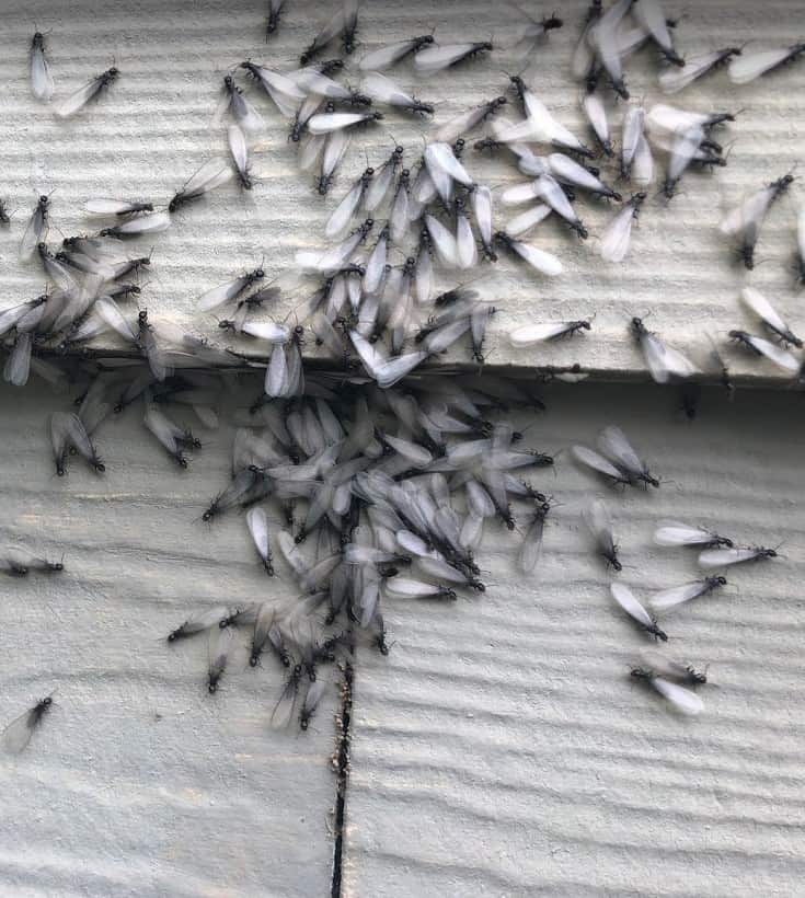 Termite Swarm in Porter Texas