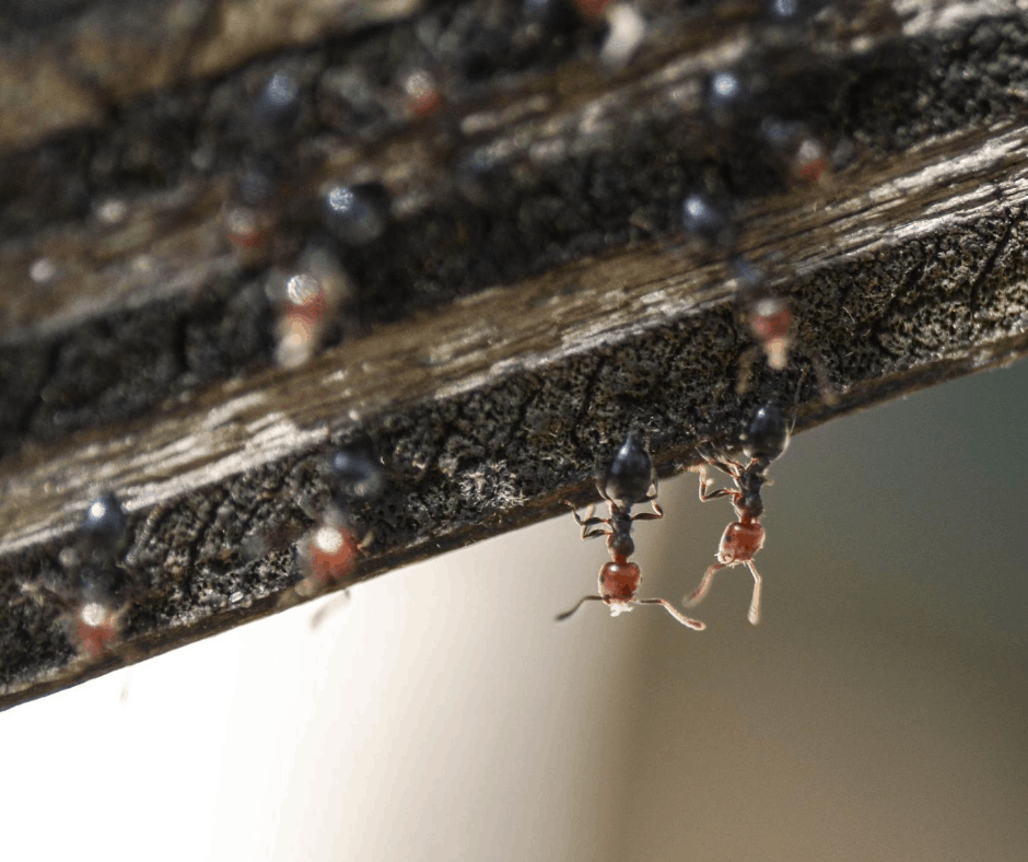 How to Get Rid of Acrobat Ants