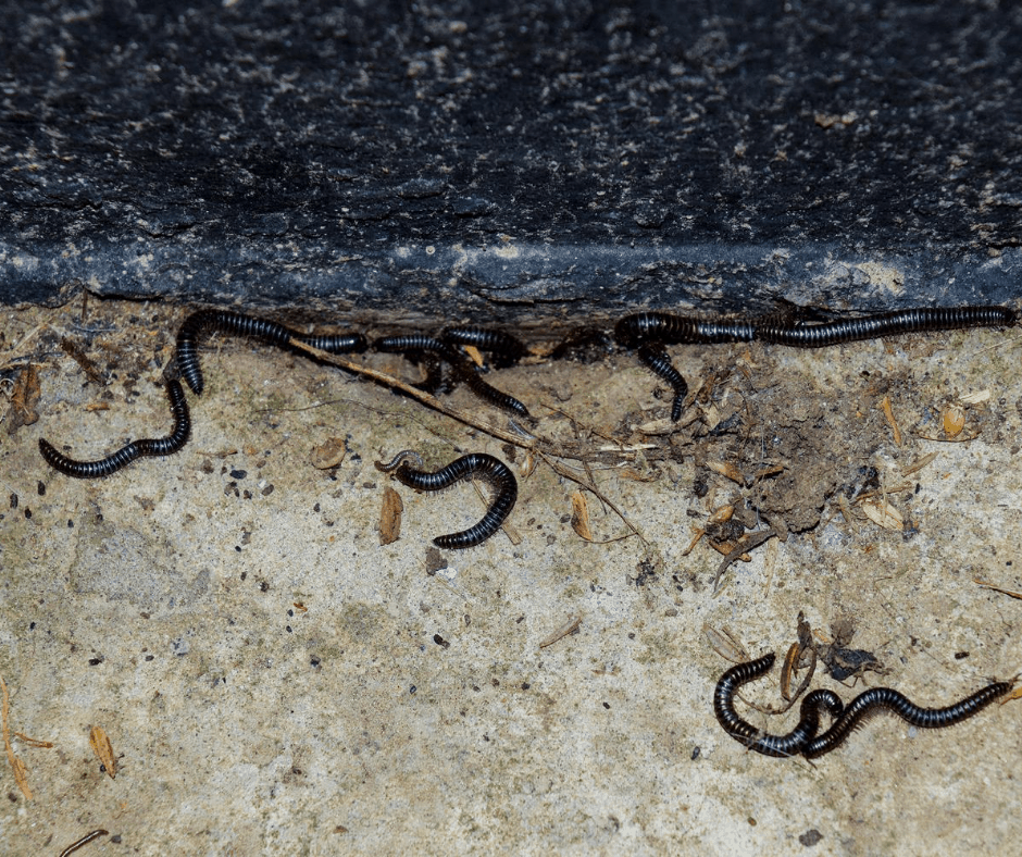 Millipedes in Conroe, Texas
