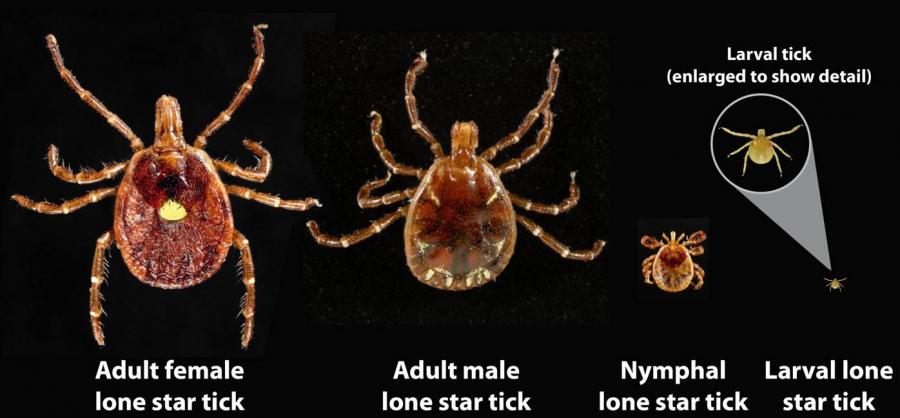 Lone Star Tick via CDC