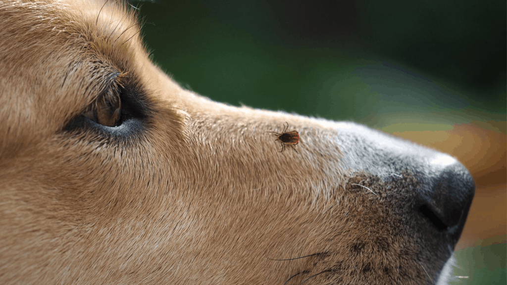 ticks on dogs