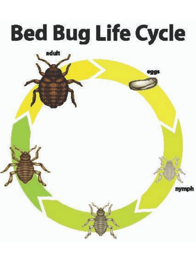 Bed Bug Life Cycle