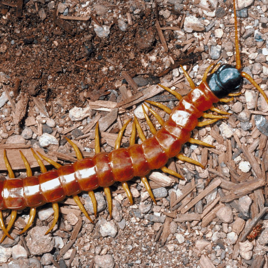 Texas Centipede