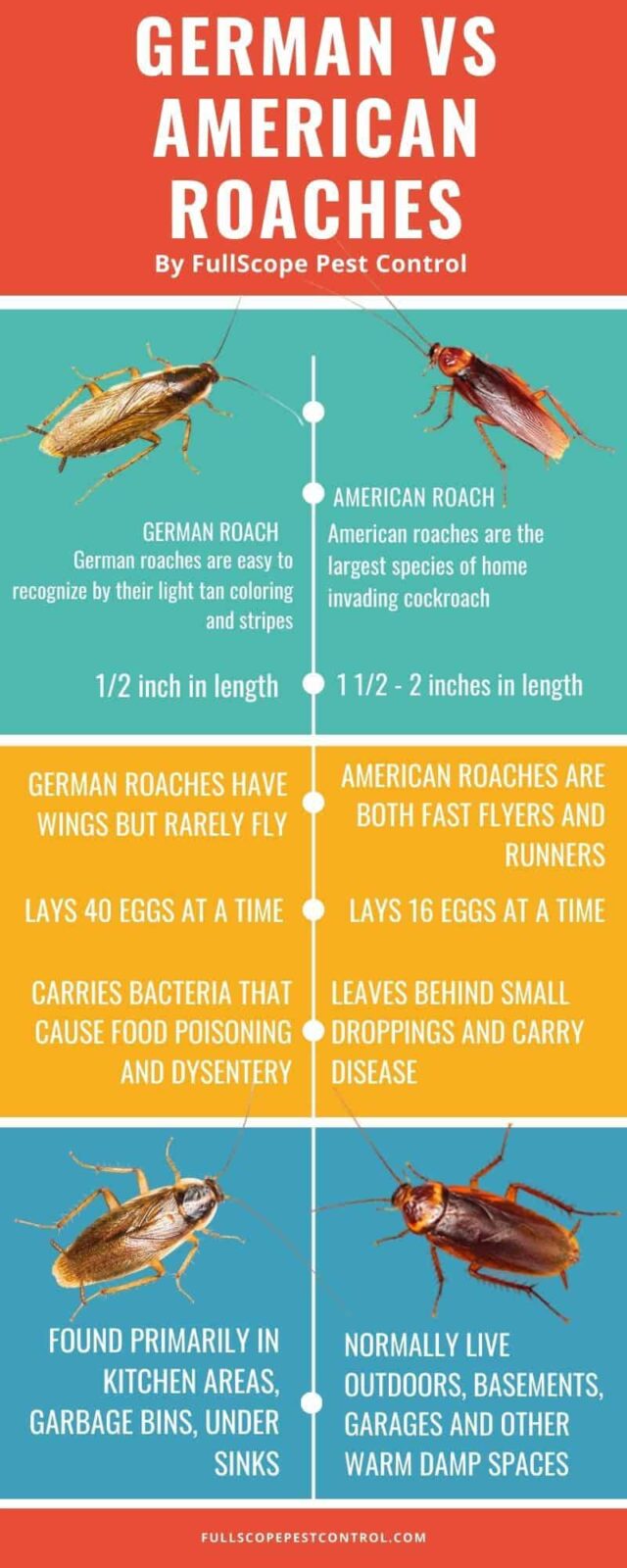 German vs American Roaches
