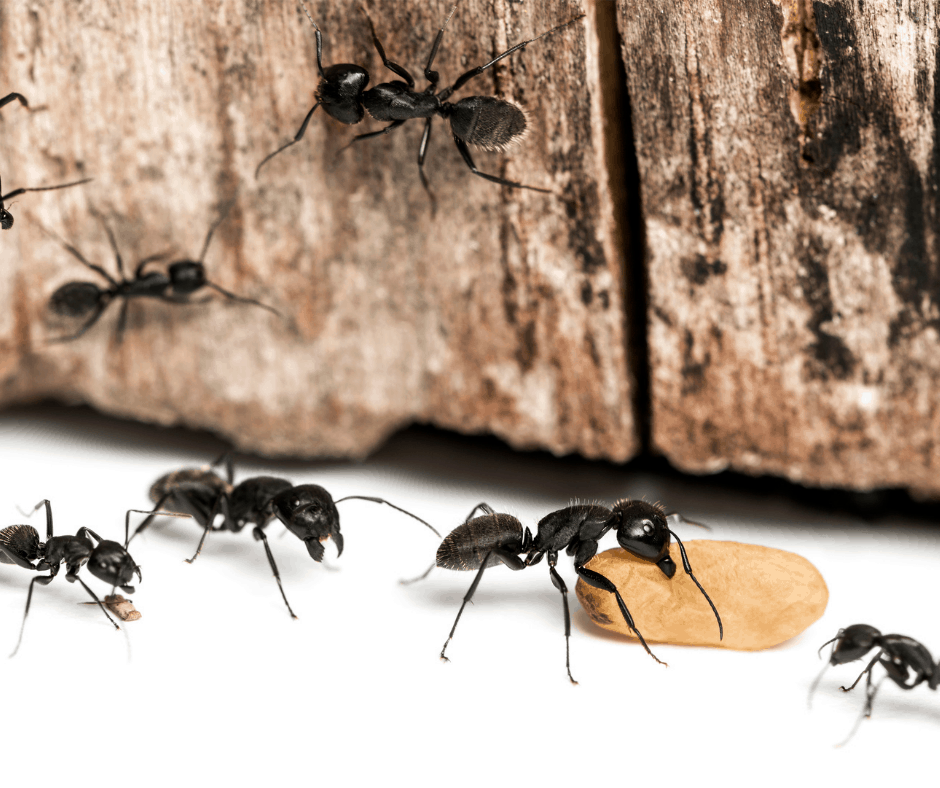 Prevent Carpenter Ants Kingwood