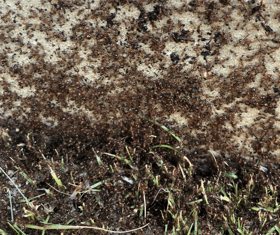 get rid of fire ants kingwood