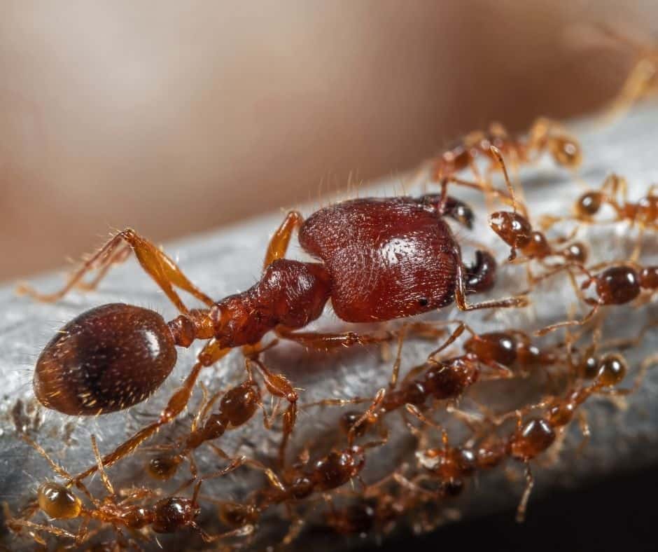 Get Rid of Big Headed Ants in Conroe, Texas