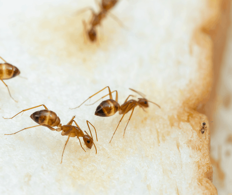 Getting Rid of Tawny Crazy Ants in Your Porter Yard and Home