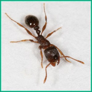 Pavement Ant via MSU