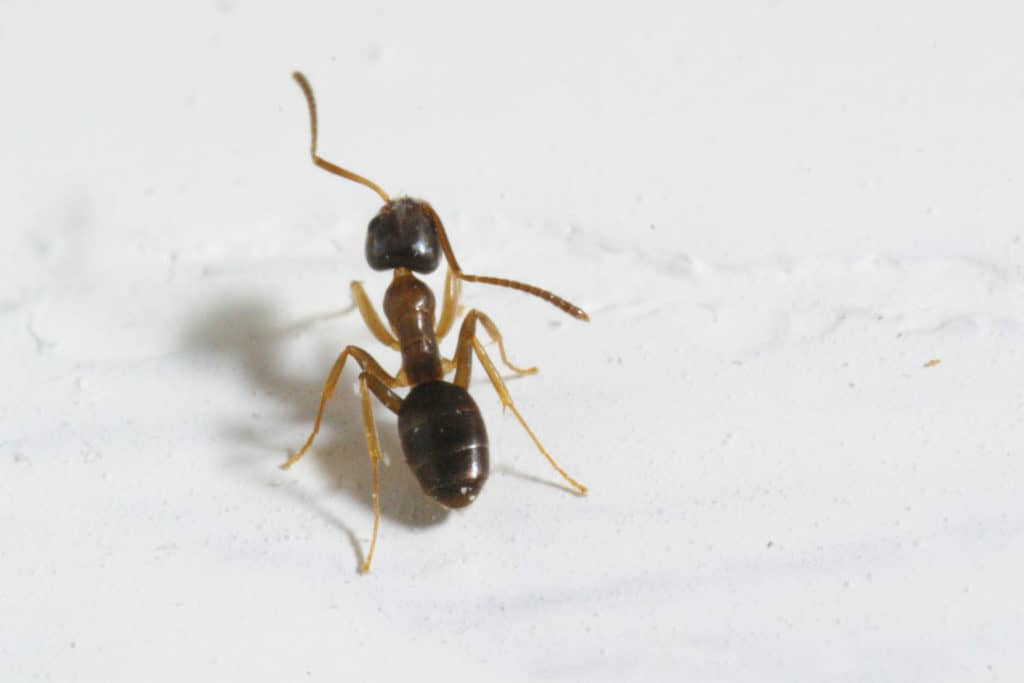 Odorous House Ant via Texas A&M
