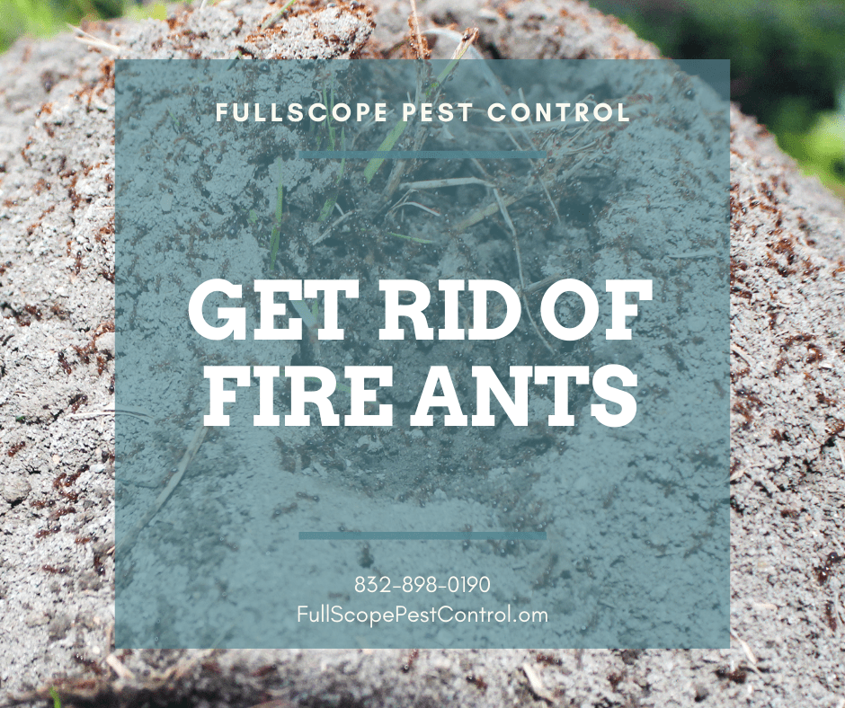 Get Rid of Fire Ants on Your Kingwood Property