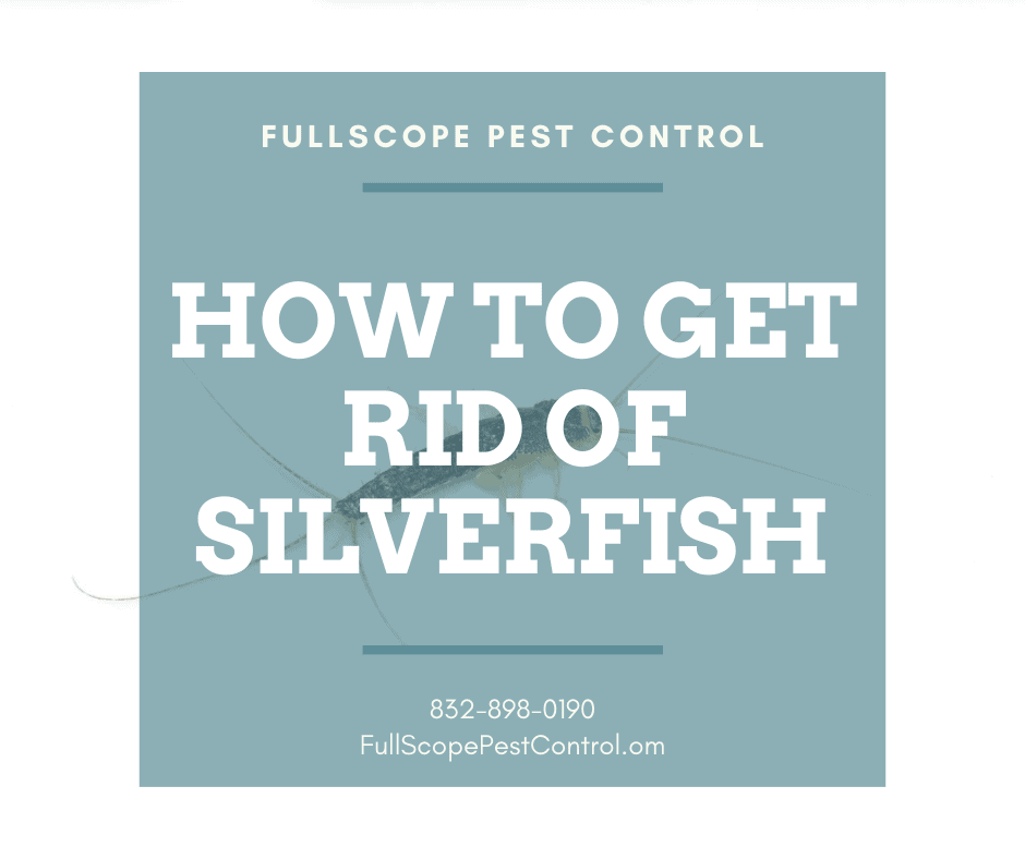 Quick Ways to Get Rid of Silverfish in Your New Caney