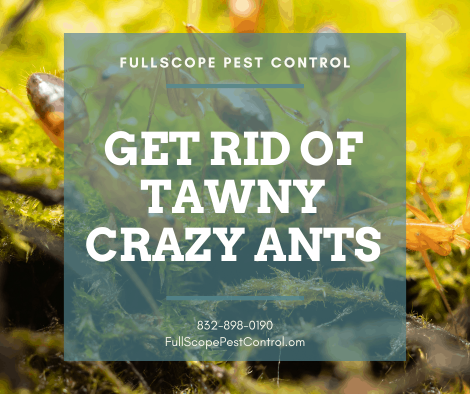 Eliminating Tawny Crazy Ants in Porter