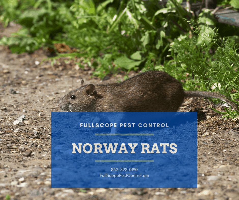 Norway-Rats