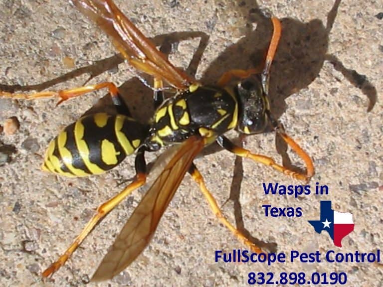 Wasps in Texas What You Should Know FullScope Pest