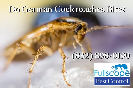 Do-German-Cockroaches-Bite