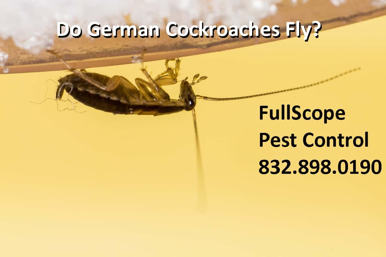 Do-German-Cockroaches-Fly-0