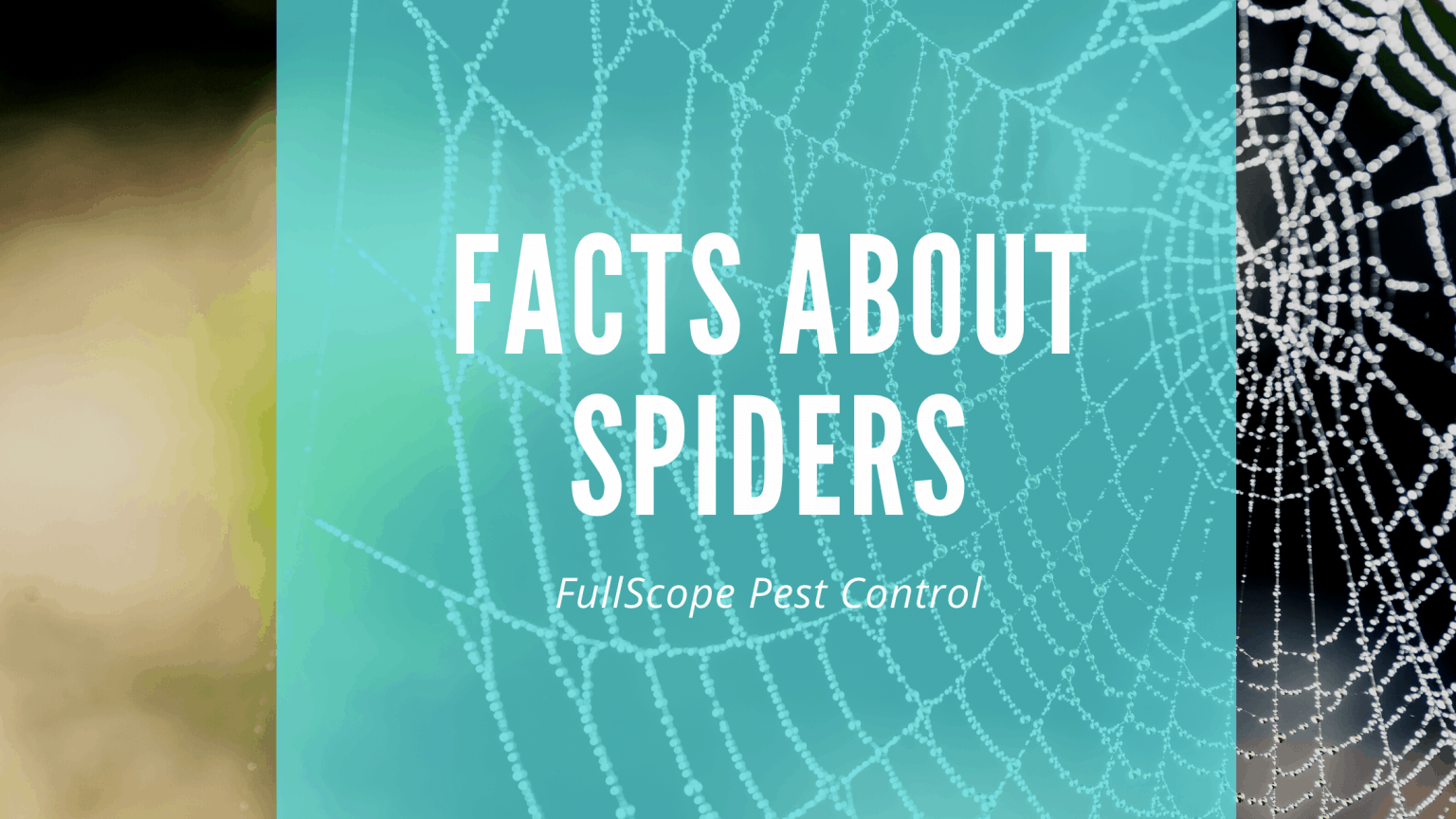 Facts-About-Spiders-1536x864