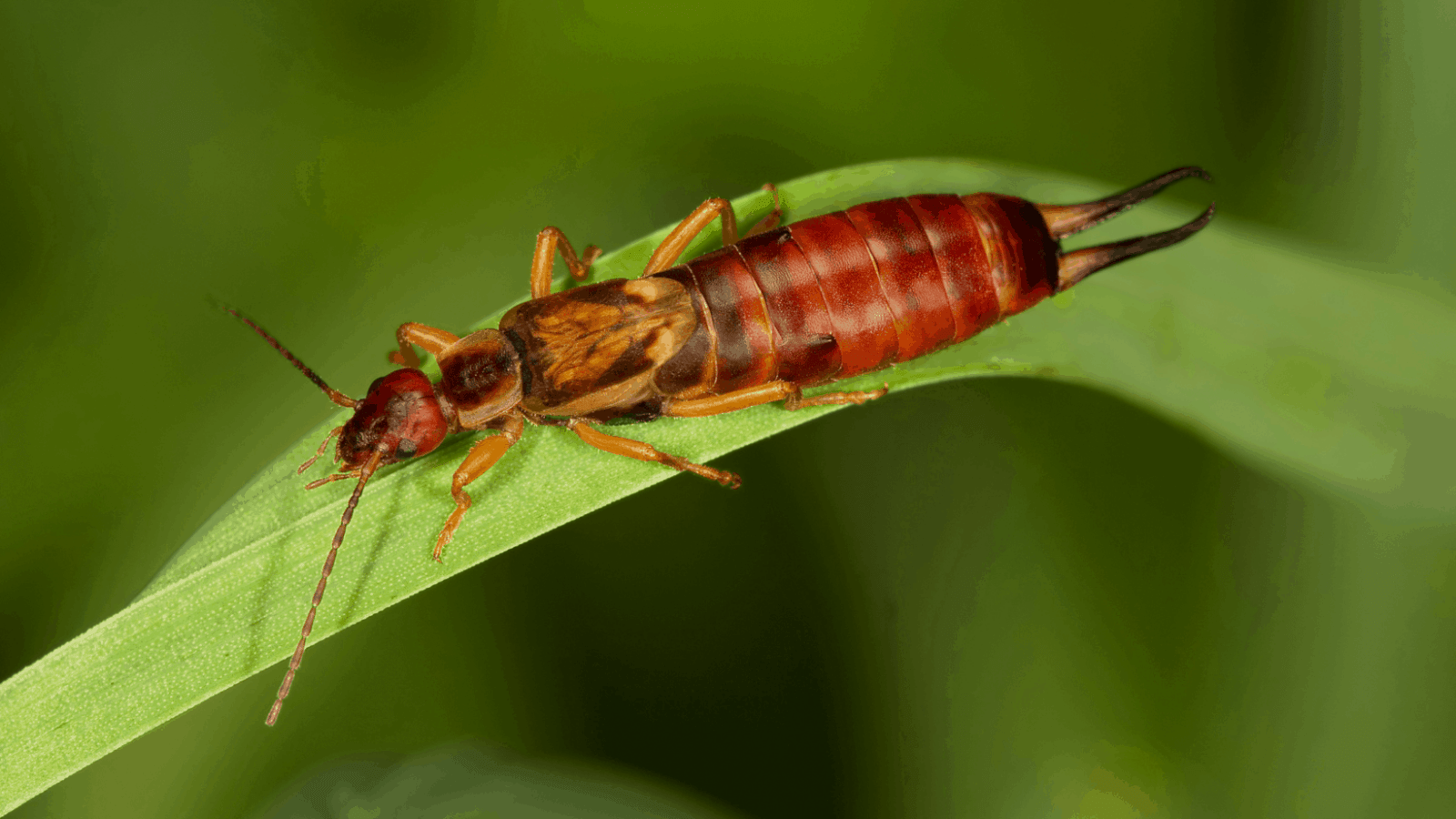 Earwigs Porter Texas