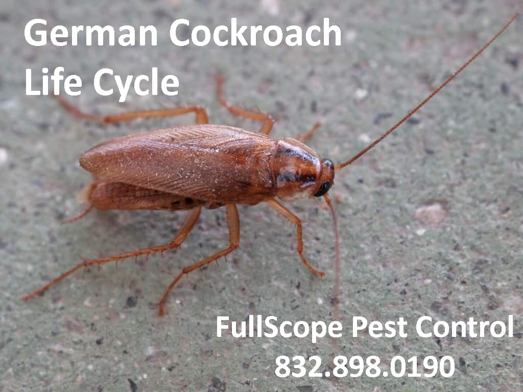 German-cockroach-lifecycle