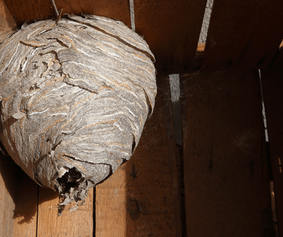 Hornets Nest Exterminator Near Me