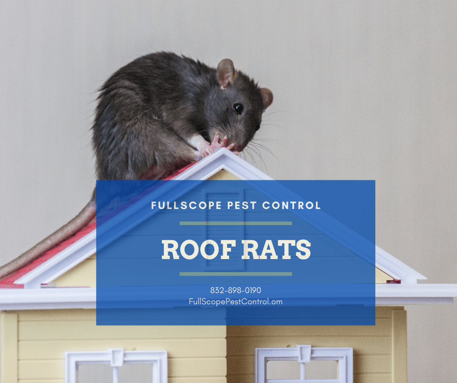 Get Rid of Rats, Rat Pest Control