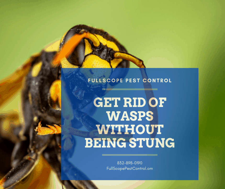Wasps-removal