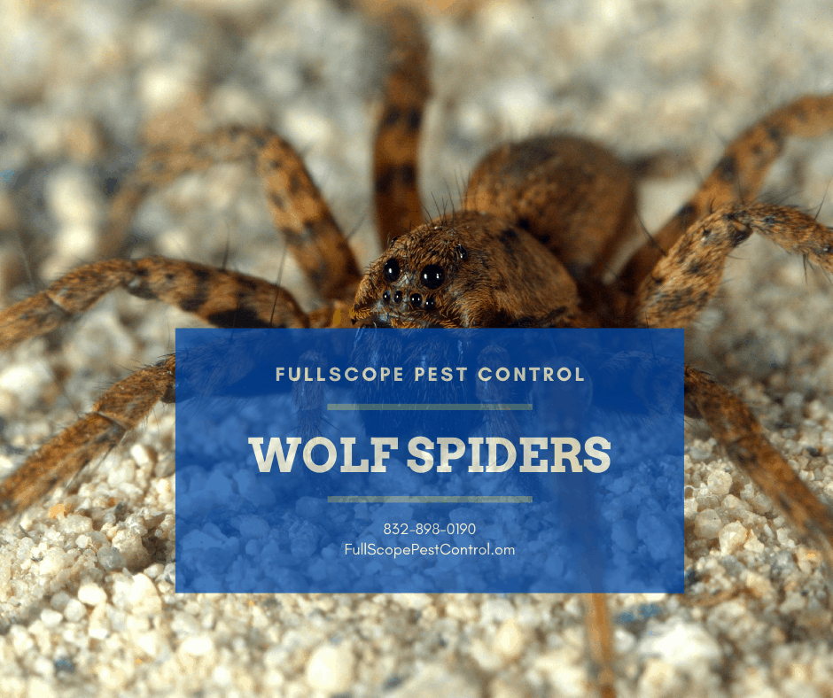 Wolf-Spiders-in-Texas
