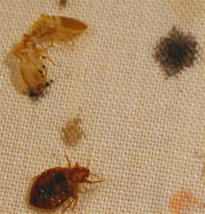 Bed Bugs