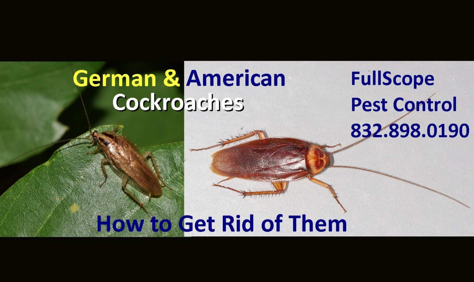 get-rid-of-german-and-american-cockroaches--1536x915