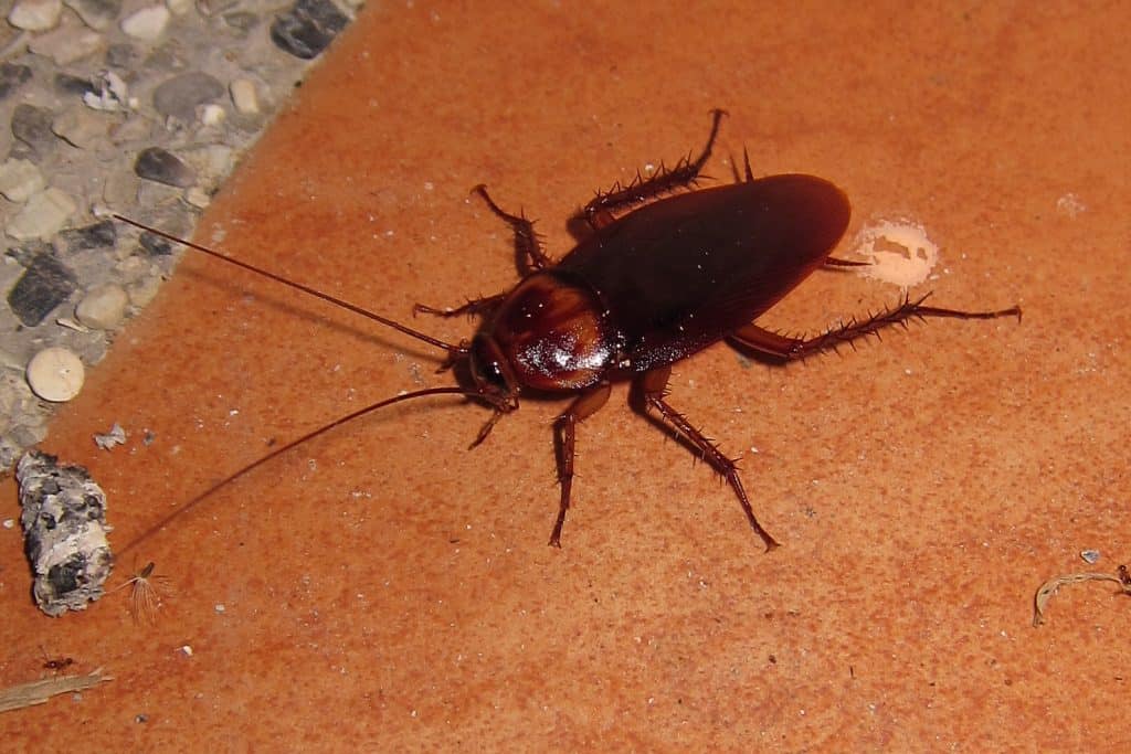 German cockroach