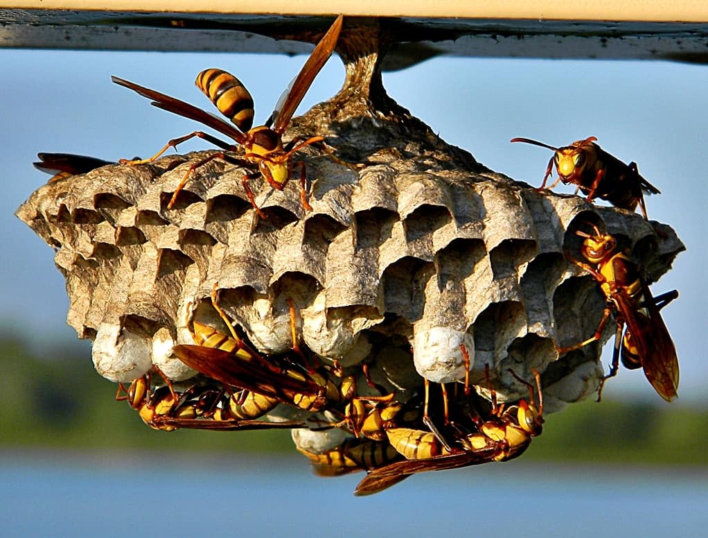 wasps removal