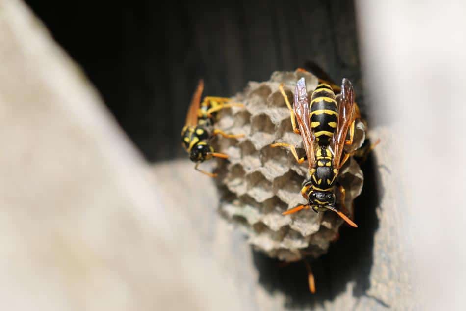 wasps in house