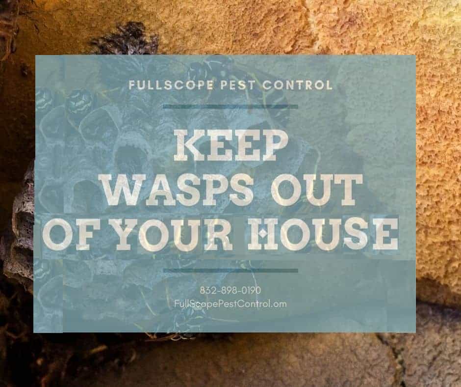 keep-wasps-out-of-house-full-scope-pest-control-6