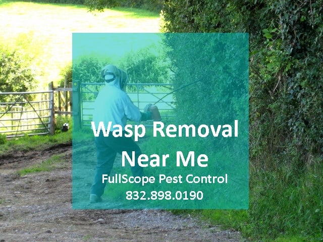 wasp-removal-near-me-in-porter-texas