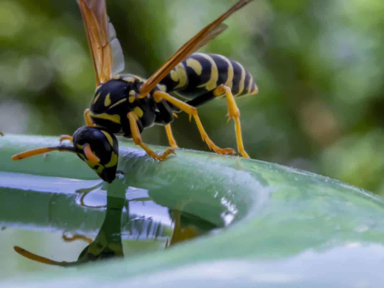 Wasp drinking water