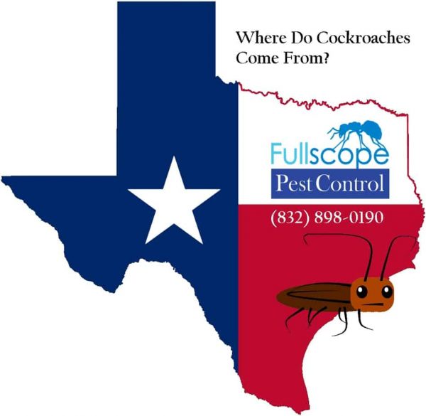 where-do-cockroaches-come-from-in-texas-2-e1606598454929