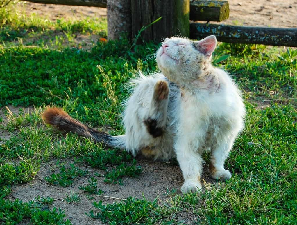 Fleas get on pets and then on humans