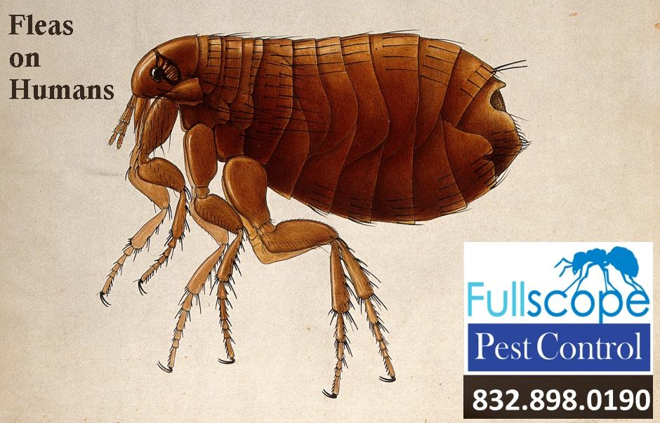 Fleas On Humans Should You Be Concerned Fullscope