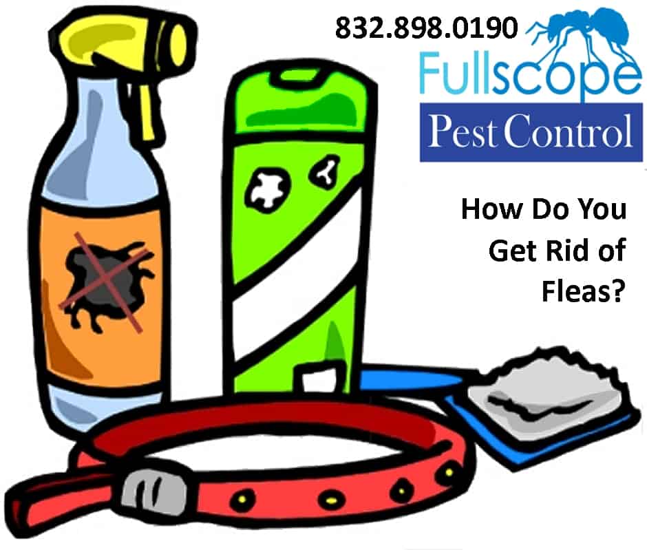 how-do-you-get-rid-of-fleas-fullscope-pest-control-new-caney-texas