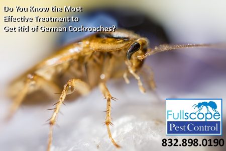 most-effective-treatment-to-get-rid-of-german-cockroaches-e1606958794131