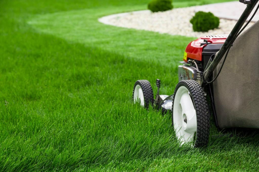 Mow your lawn to cut down on fleas
