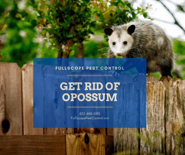 How to Get Rid of Opossum FullScope Pest Control