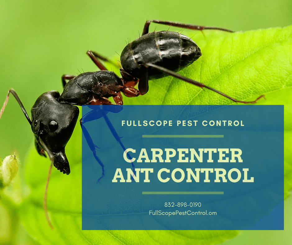 What Should I Do If I Find Carpenter Ants On My Property